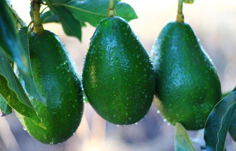 Nutrientes e benefícios do abacate