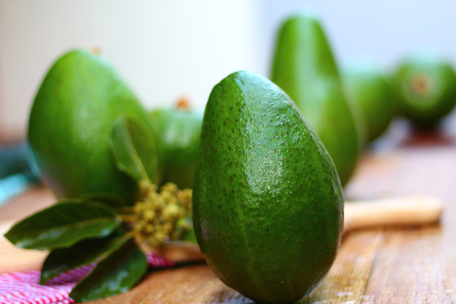 Diferentes tipos de abacates safras e receitas Amo Abacate