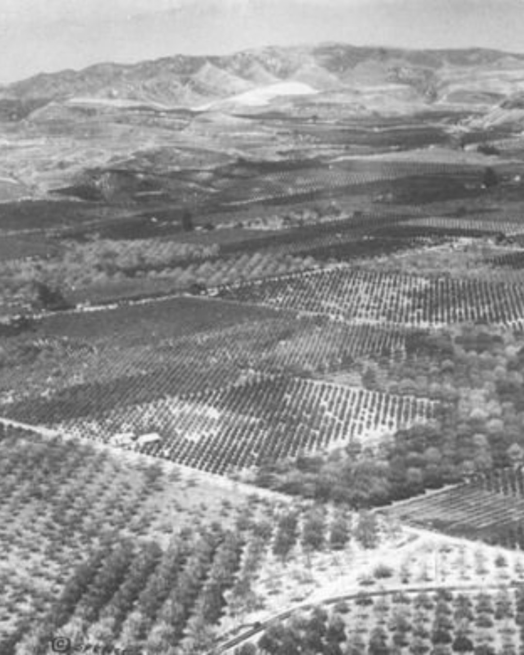 Plantação de Avocado – Califórnia (Fonte Pinterest)